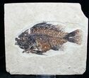 Well Preserved Priscacara Fossil Fish #7526-1